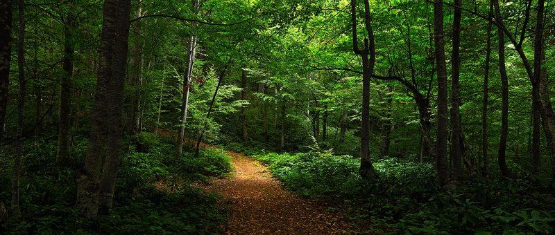 forest gorod tree green yellov leaves canon 6D turkey silencephoto preview