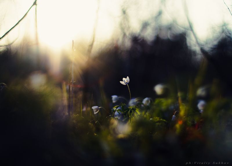 С последними лучами. фото превью