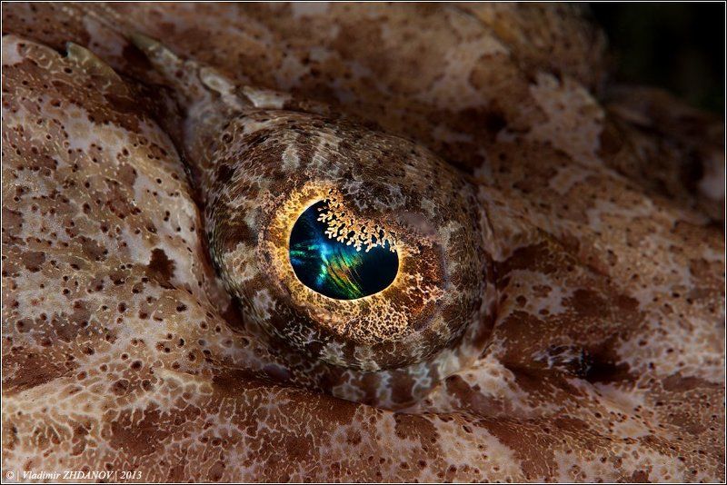 Всевидящее Око Хозяйки Лайтхауса, или про фото-штампы в подводной фотографииphoto preview