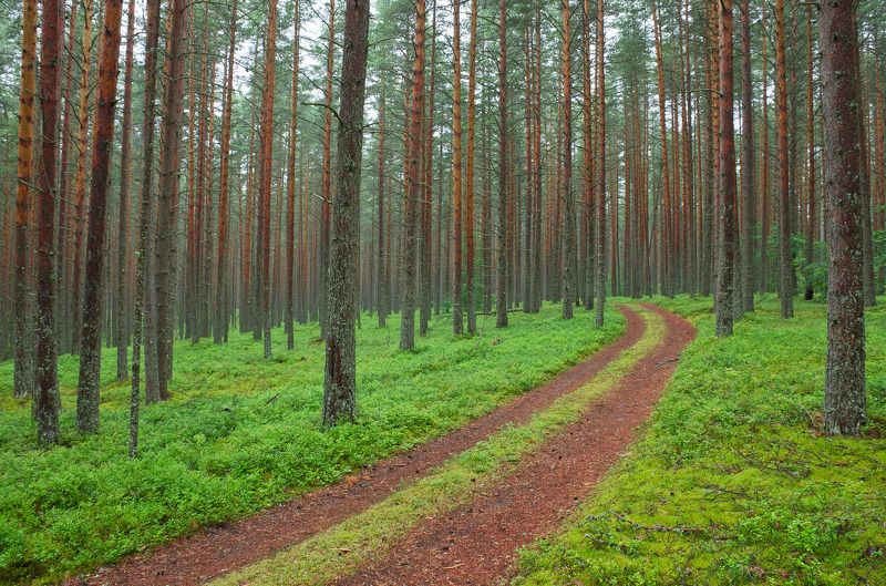 Грунтовка, Дорога, Зелень, Зелёный, Июль, Карелия, Клим нос, Кусты, Лес, Лето, Пасмурно, Пейзаж, Север, Сосны, Черника Ритм северного лесаphoto preview