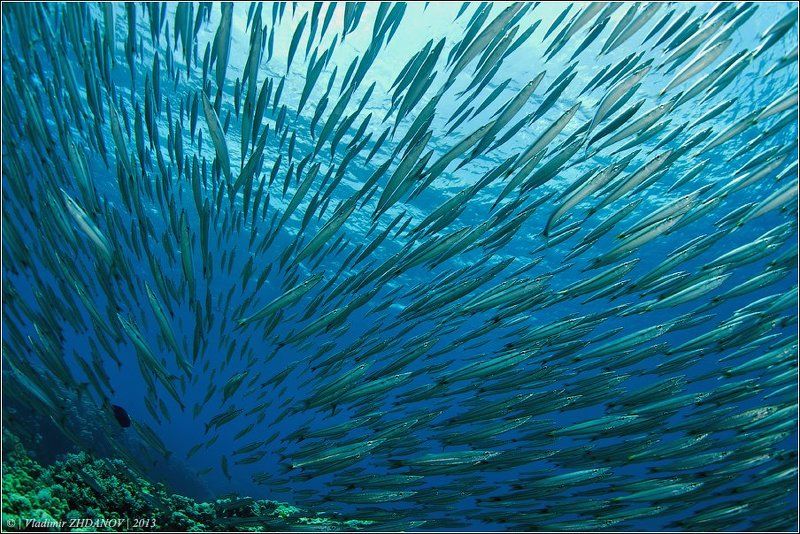 Психическая Атакаphoto preview