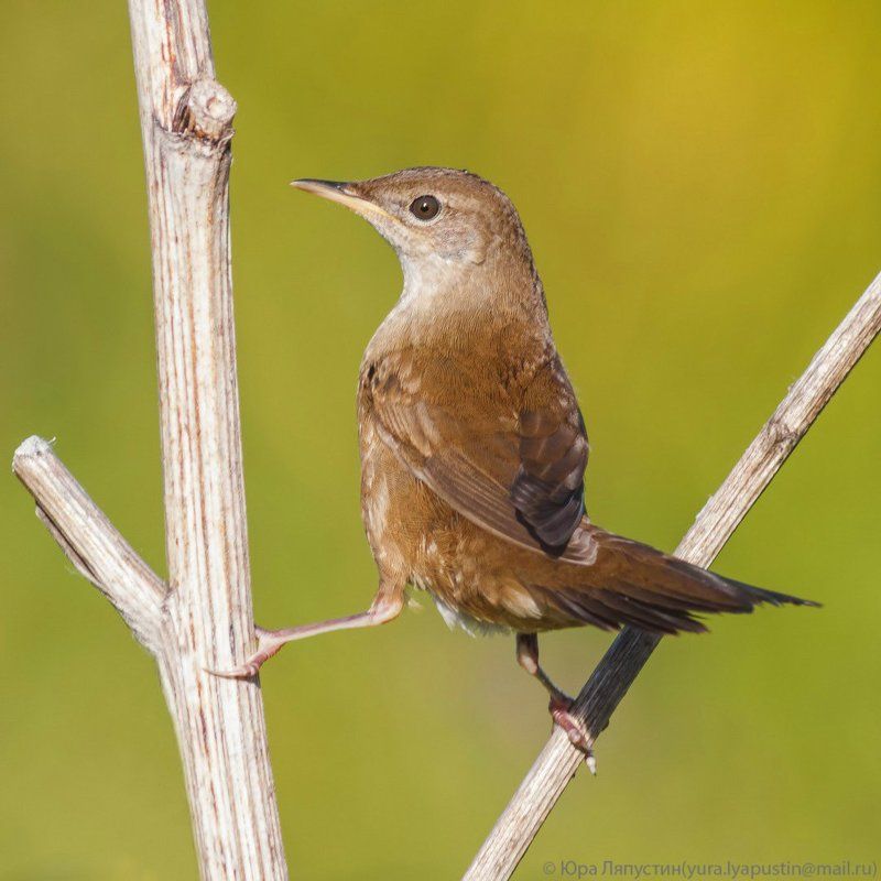 Камышевка Savi\'s warbler.photo preview