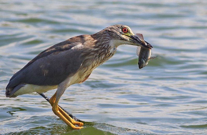 А вам слабО поймать такую рыбу!!!!!photo preview