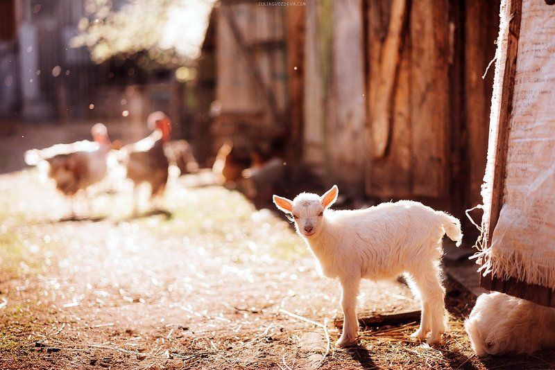 козленок, животные, деревня, свет, контровый свет photo preview