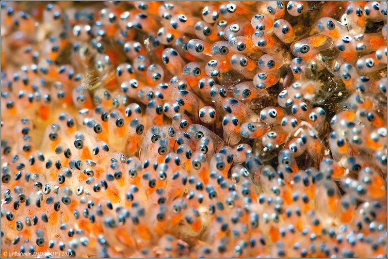 Миньоны (Minions)photo preview