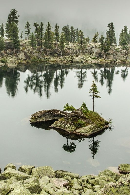 сосны на камняхphoto preview