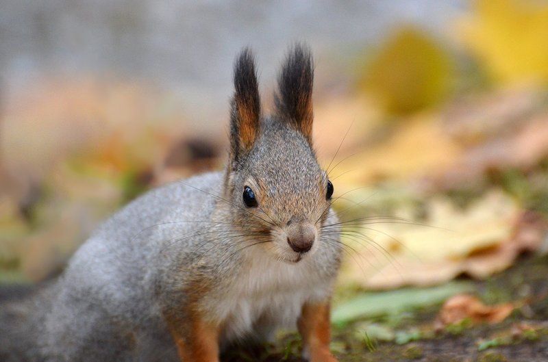 осень,белка photo preview