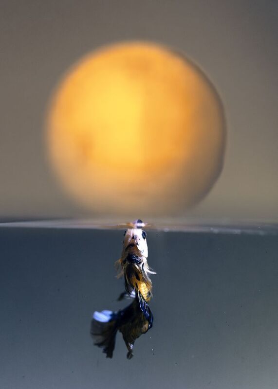 Betta fishphoto preview