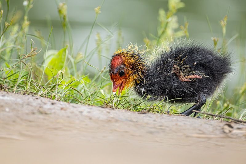 птицы, лысенок, лысуха, птенец Лысенокphoto preview