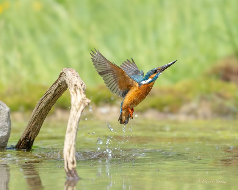 зимородок, птица, в, полете, kingfisher, bird, in, flight Клюв только к верху!photo preview