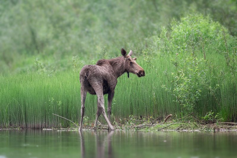 лось, дикая природа Мужик с фотоаппаратом? Откуда? Да ладно?!photo preview
