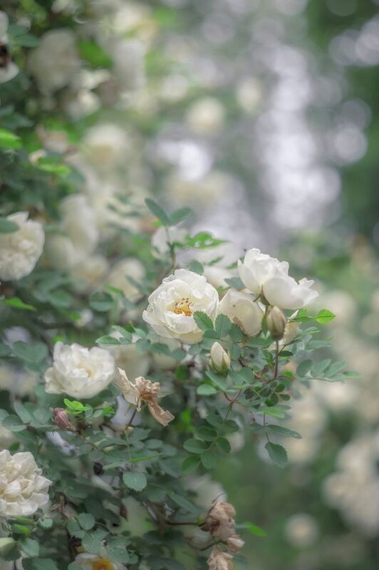 Летняя нежностьphoto preview