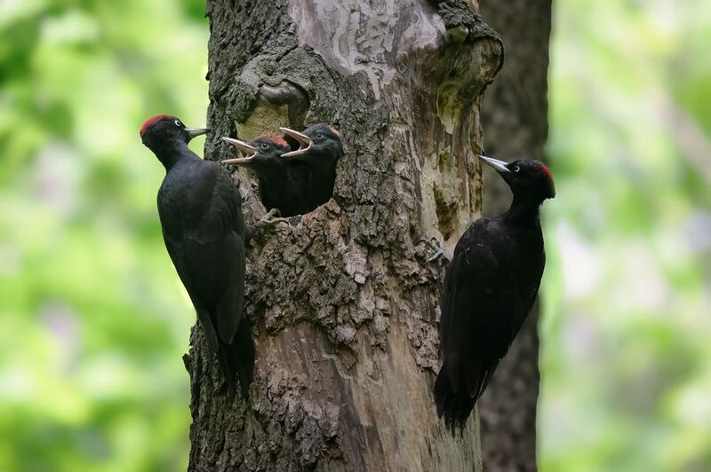 Лесные часы пробили обедphoto preview