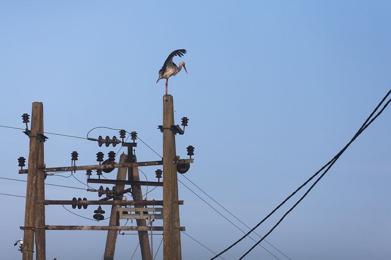 аист, калининградская область Главный энергетикphoto preview