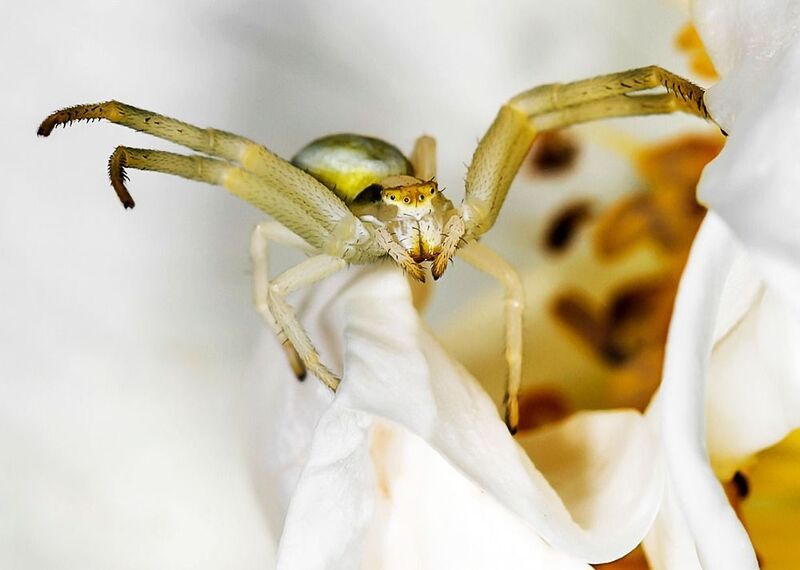 Идет охотаphoto preview