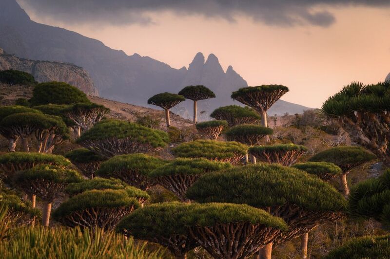 Socotraphoto preview