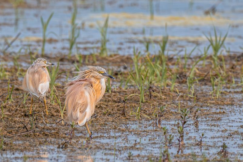birds Squacco Heron (Ardeola ralloides)photo preview