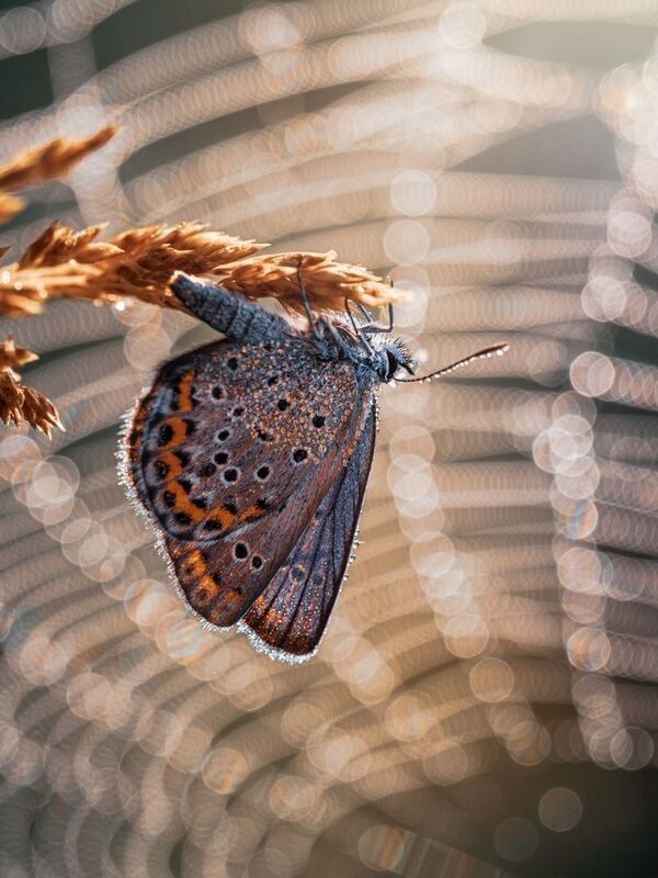 *** фото превью