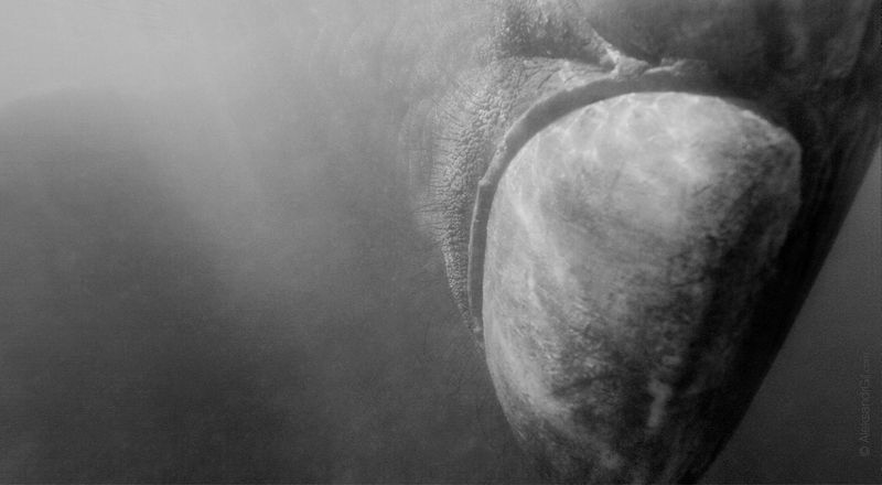 Ноготьphoto preview