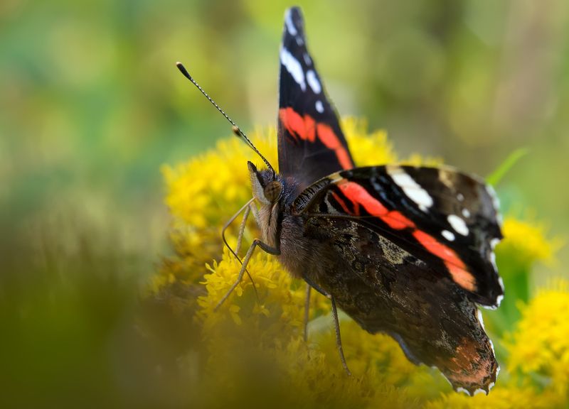адмирал, vanessa atalanta, нимфалиды, nymphalidae, бабочка Адмиралphoto preview