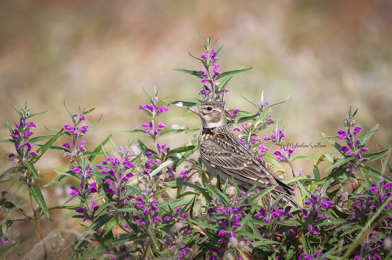 птица, жаворонок, степной жаворонок Степной жаворонок.photo preview