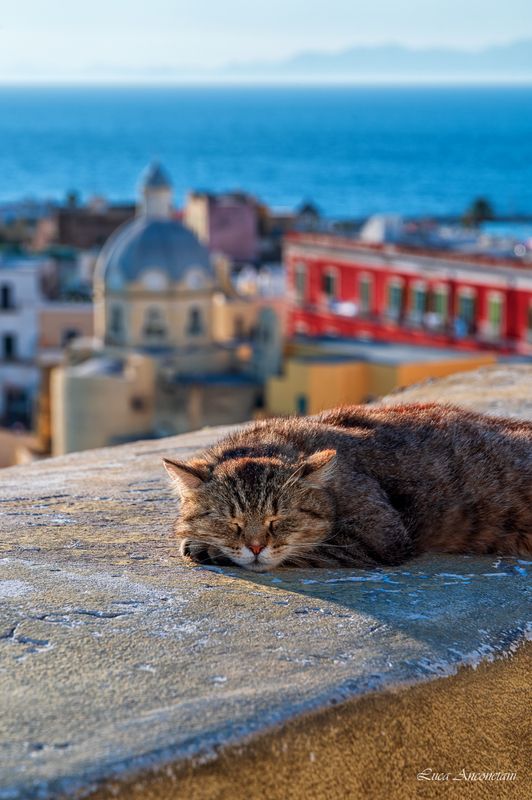cat procida island italy campania village buildings sea boats travel A nap at Procida island фото превью