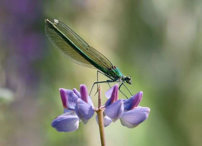 стрекоза., красотка, блестящая., самка., люпин Красоткаphoto preview