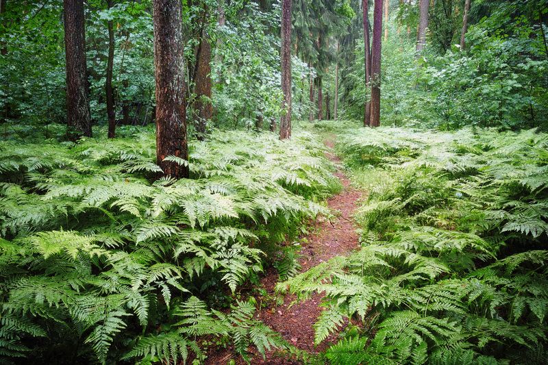 лес, деревья, листва В дождевом лесуphoto preview