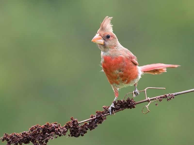 красный кардинал, northern cardinal, cardinal,кардинал Juvenile Northern Cardinal Молодая птица -Красный кардиналphoto preview