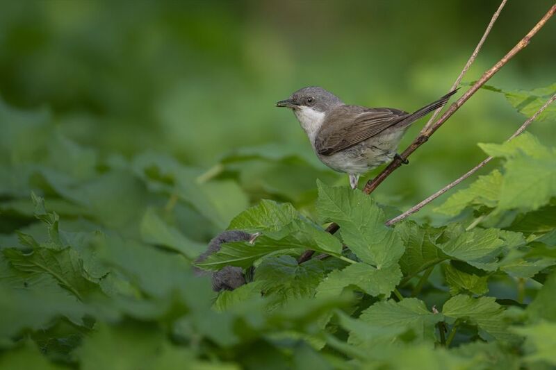 славка-завирушка, славка-мельничек, славка, птенец, птицы Славка-завирушка кормит слеткаphoto preview