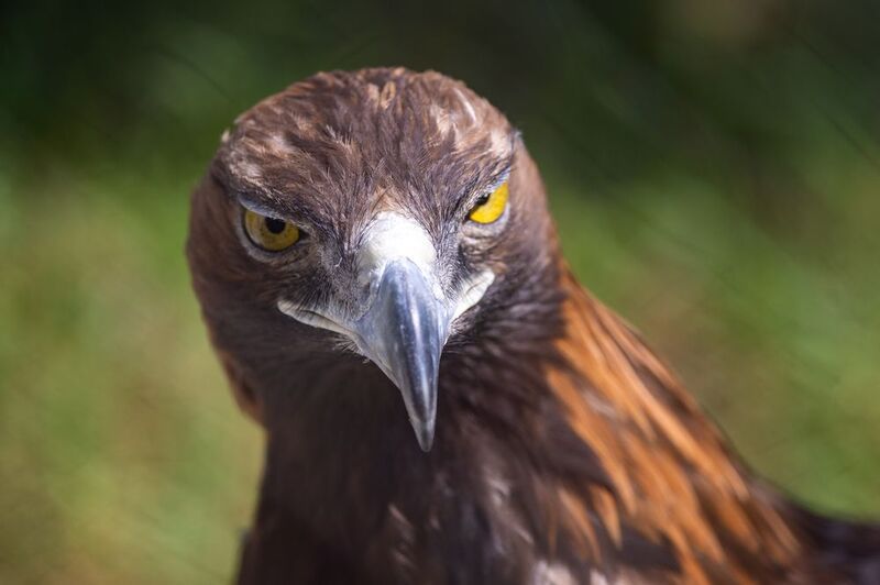 Беркутphoto preview