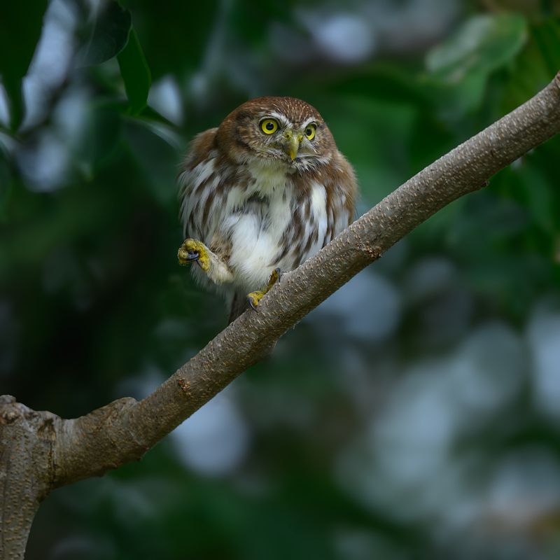 Ferruginous Pygmy-Owlphoto preview