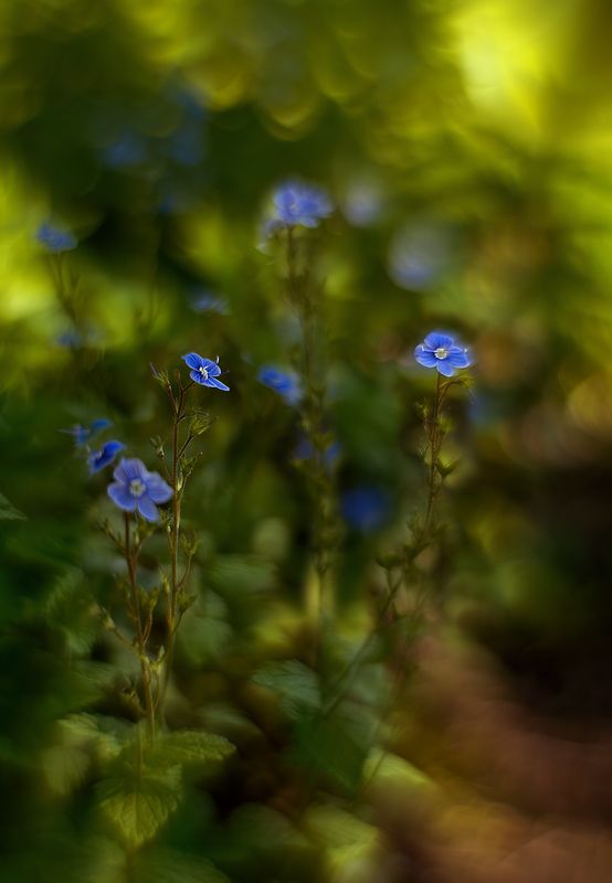 Вероника дубравнаяphoto preview