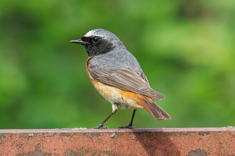 горихвостка Горихвостка обыкновеннаяphoto preview