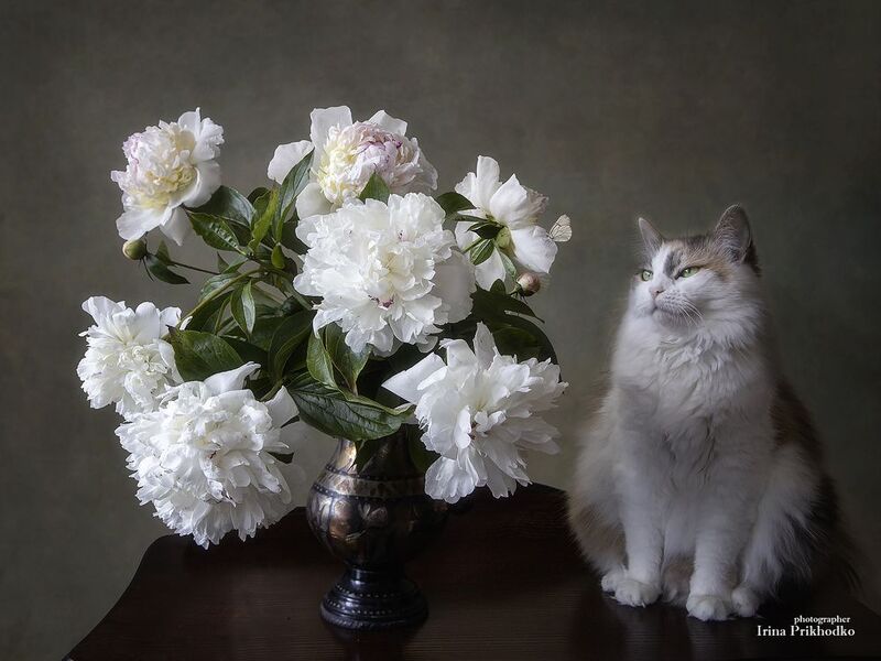 кошки, домашние животные, питомцы, букеты, белые пионы - Кто же из нас пушистее?photo preview