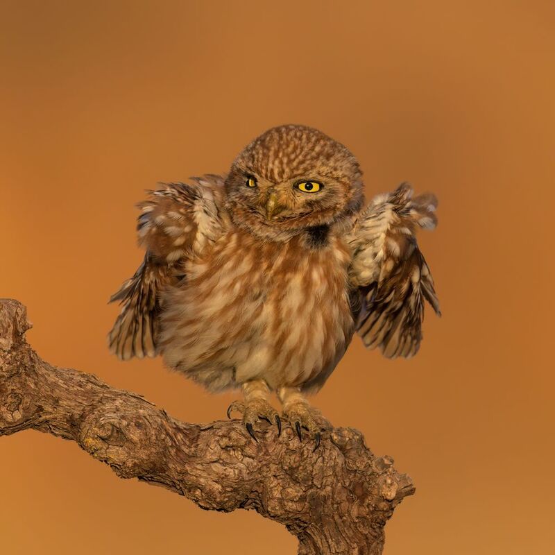 Мой своенравный,дикий другphoto preview