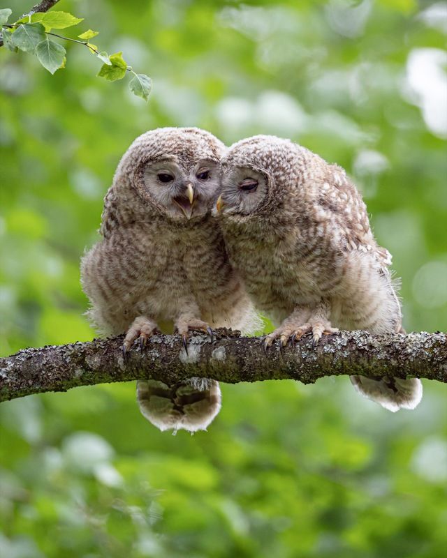 уральская неясыть, длиннохвостая неясыть, совенок, птицы, неясыть Задушевный разговорphoto preview