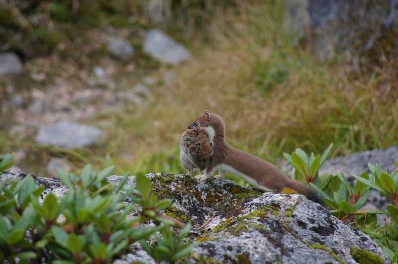 Удачная охотаphoto preview