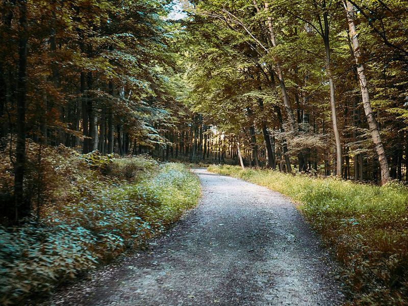 Forest pathphoto preview