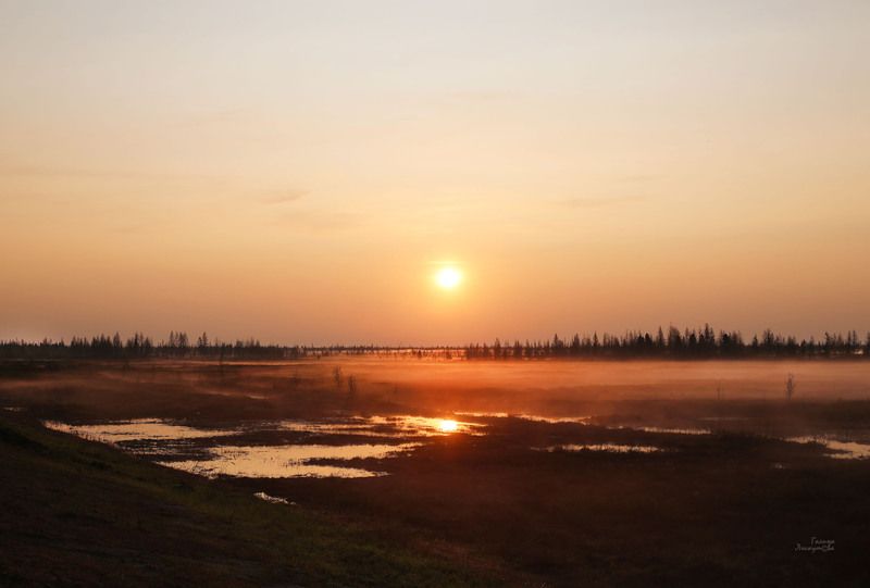 рассвет, солнце, туман, тундра, деревья, тональная перспектива, воздушная перспектива Туманный рассвет в тундреphoto preview