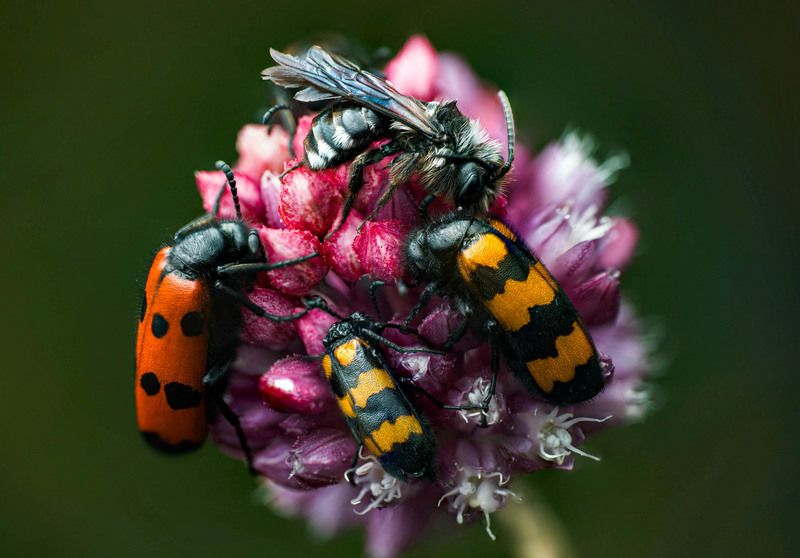 Пчела, нарывник, макро Культ пчелыphoto preview