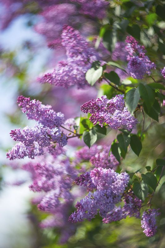 Сиреневый май (часть 2)photo preview