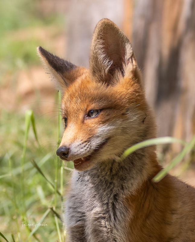 Улыбочку!photo preview