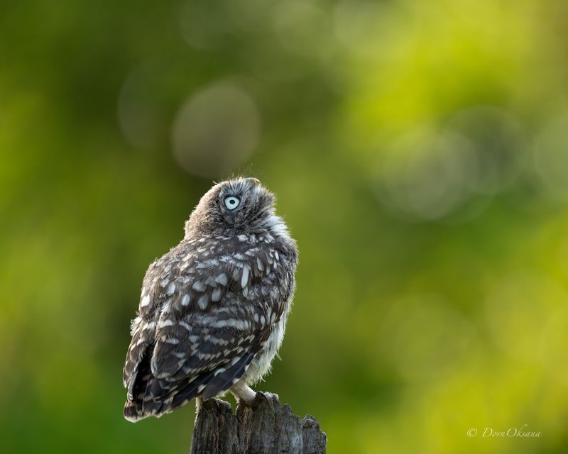 little, owl, chick, птенец, домового, сыча, хищники, raptors, birds, of, prey, хищные, птицы, predators Провожая солнышкоphoto preview