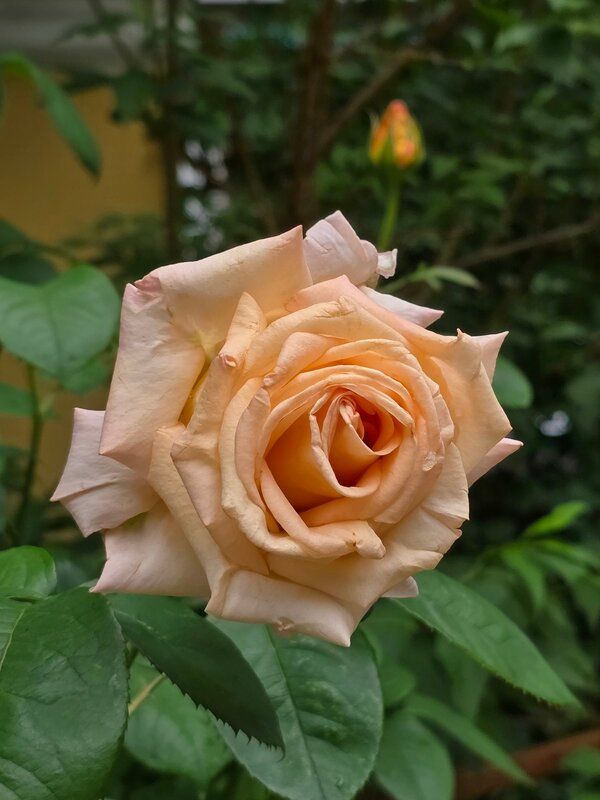 роза, липа Липы и розыphoto preview