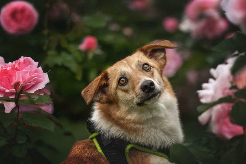 Хочу домой!!!photo preview