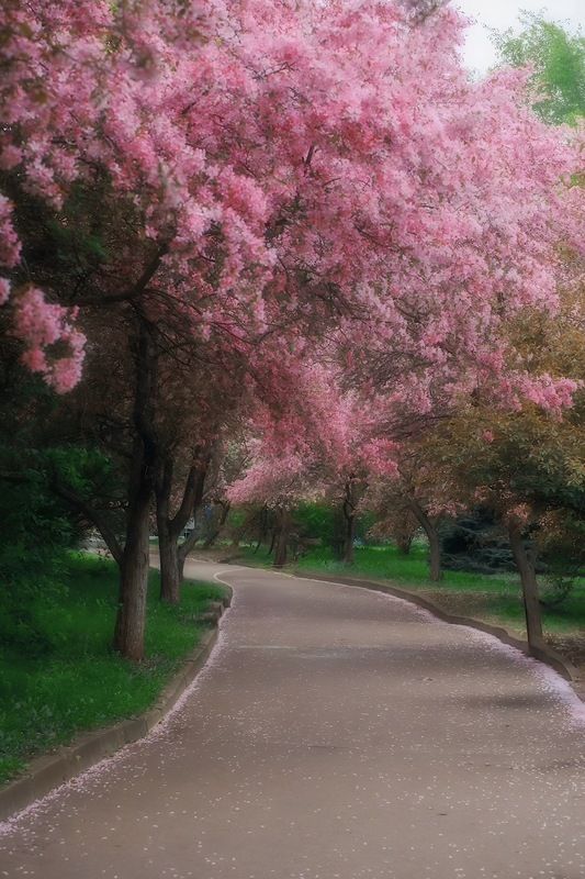 пейзаж, landscape, nature, природа, весна, spring, цветы, flowers, яблонь ***photo preview