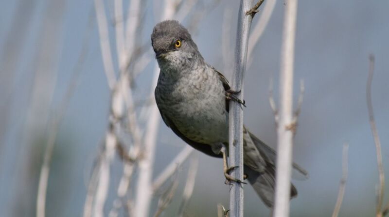 Ястребиная славкаphoto preview