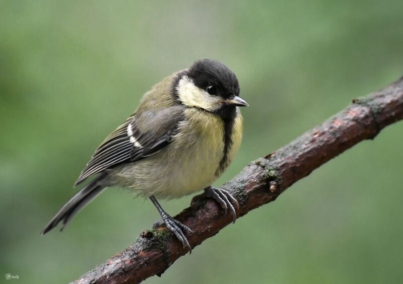 Большая синицаphoto preview