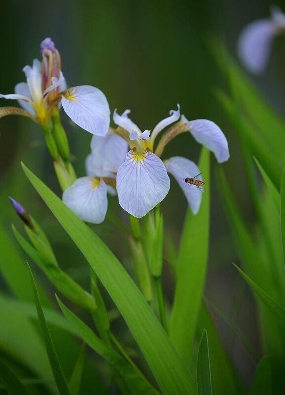 ирис щетинистый iris setosa Сезон ирисов фото превью